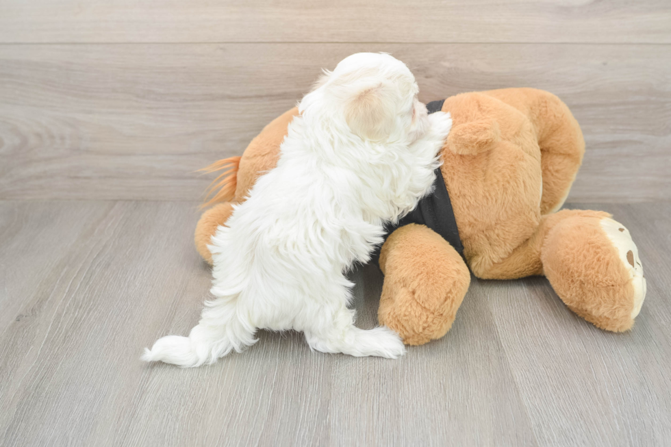 Popular Maltipoo Poodle Mix Pup