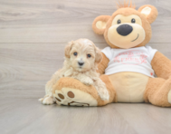 9 week old Maltipoo Puppy For Sale - Seaside Pups