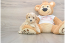 Maltipoo Puppy for Adoption