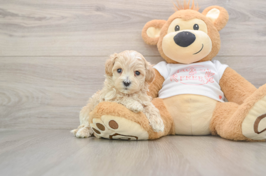 Maltipoo Puppy for Adoption