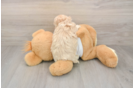 Maltipoo Puppy for Adoption