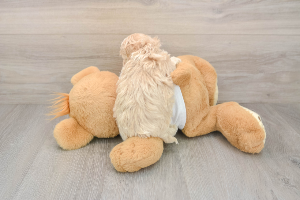 Maltipoo Puppy for Adoption