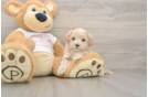 Playful Maltepoo Poodle Mix Puppy