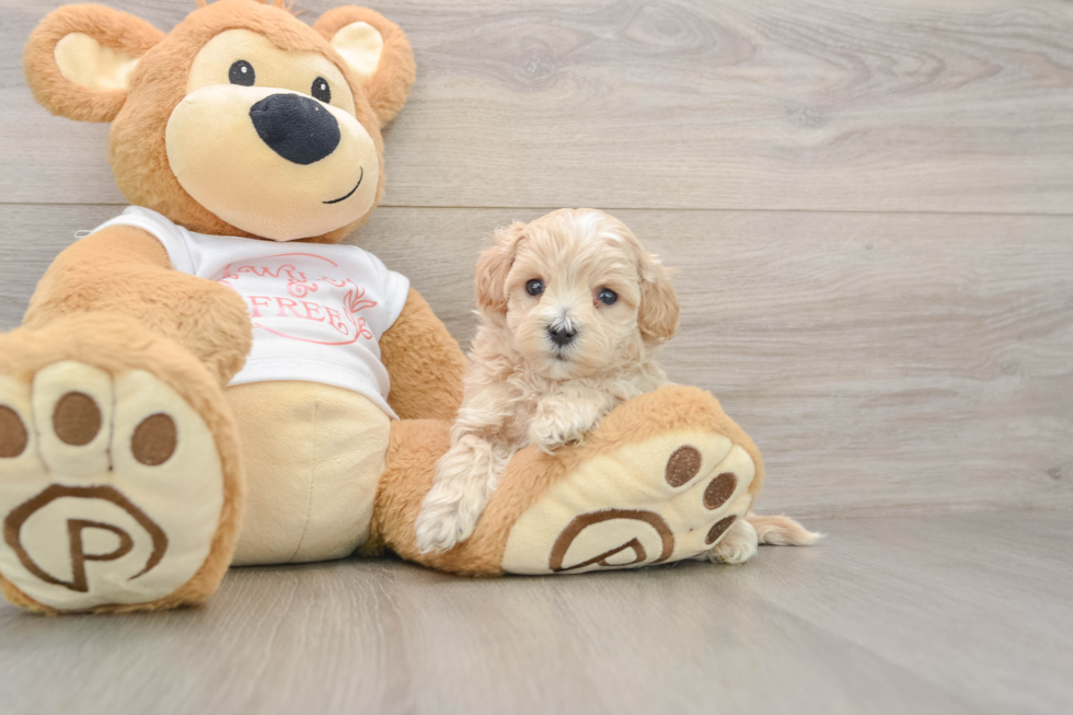 Playful Maltepoo Poodle Mix Puppy