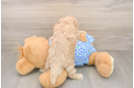 Maltipoo Pup Being Cute