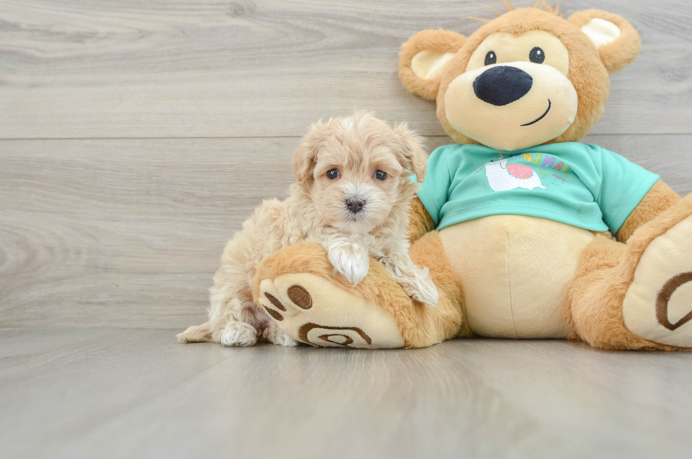 5 week old Maltipoo Puppy For Sale - Seaside Pups