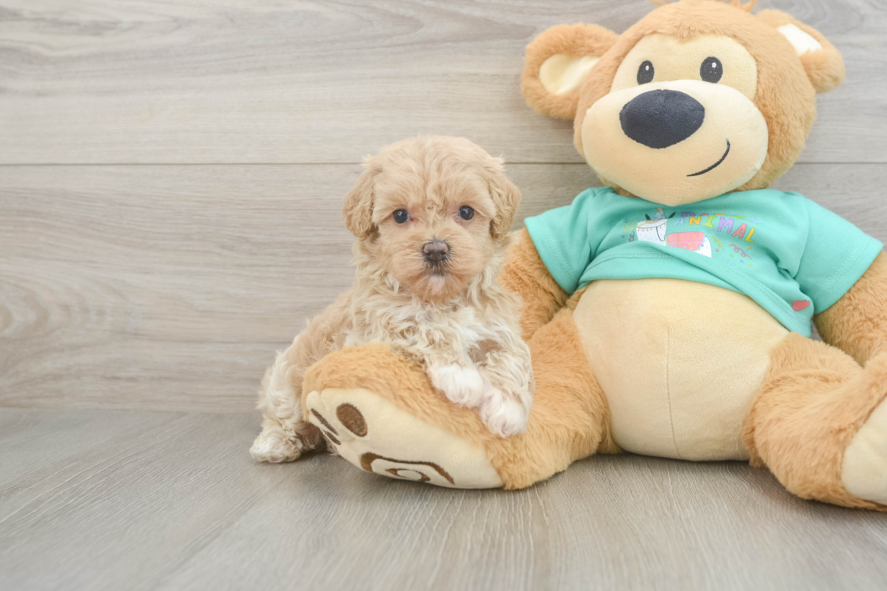 Little Maltidoodle Poodle Mix Puppy
