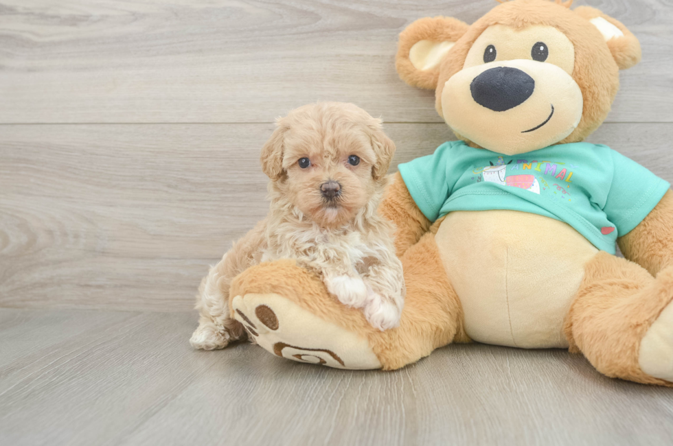 5 week old Maltipoo Puppy For Sale - Seaside Pups