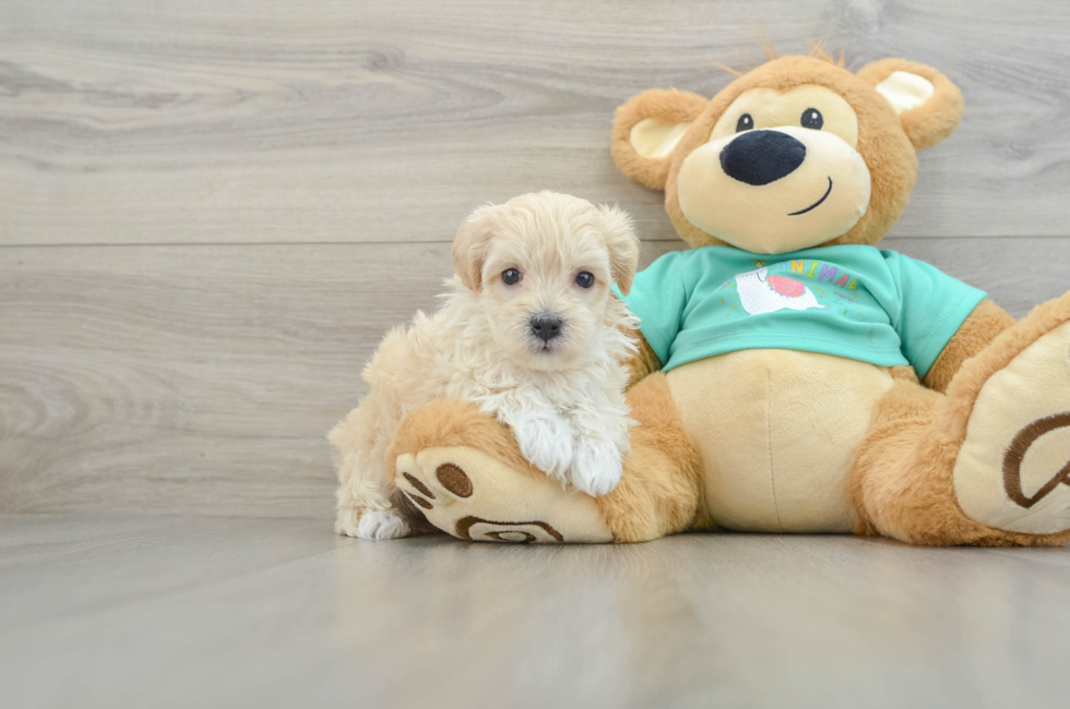 5 week old Maltipoo Puppy For Sale - Seaside Pups