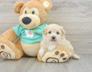 8 week old Maltipoo Puppy For Sale - Seaside Pups