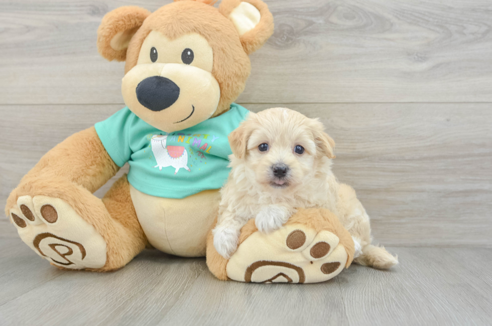 6 week old Maltipoo Puppy For Sale - Seaside Pups