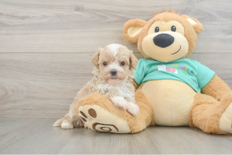 Maltipoo Pup Being Cute