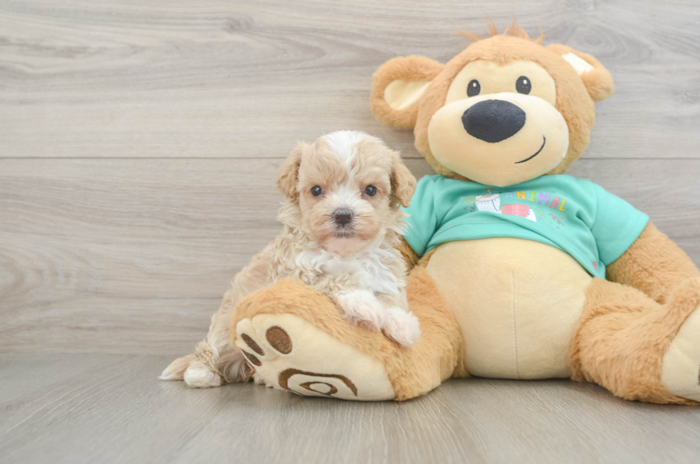 5 week old Maltipoo Puppy For Sale - Seaside Pups