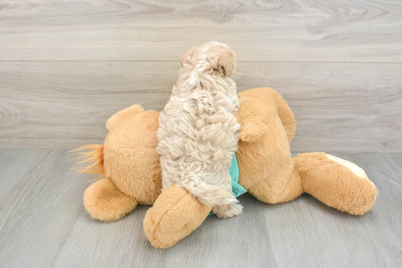 Meet Nutmeg - our Maltipoo Puppy Photo 2/3 - Seaside Pups