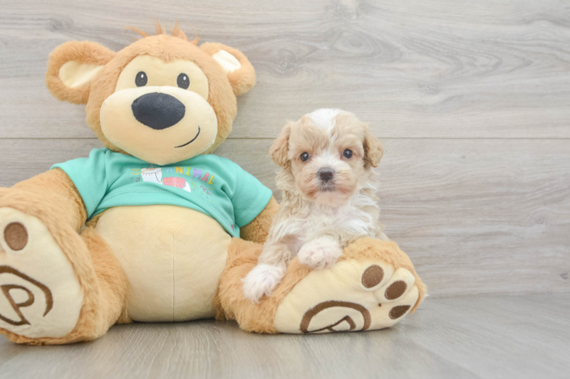 Meet Nutmeg - our Maltipoo Puppy Photo 3/3 - Seaside Pups