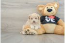 Maltipoo Pup Being Cute