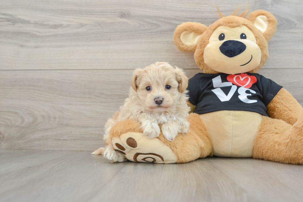 Maltipoo Pup Being Cute