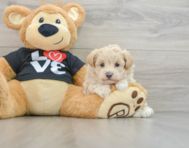 8 week old Maltipoo Puppy For Sale - Seaside Pups