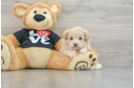 Adorable Maltidoodle Poodle Mix Puppy