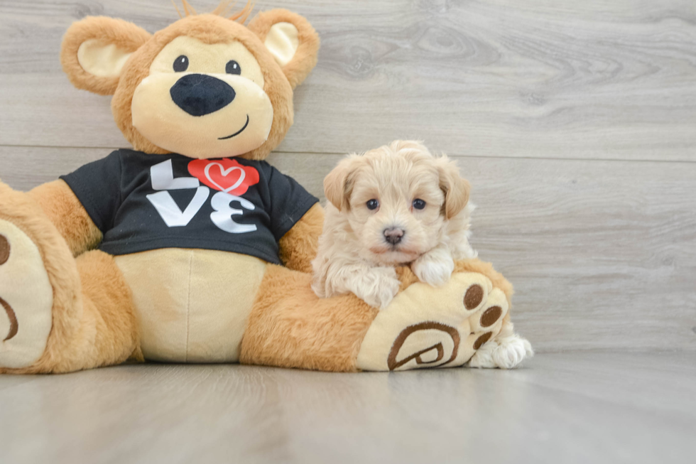 Adorable Maltidoodle Poodle Mix Puppy