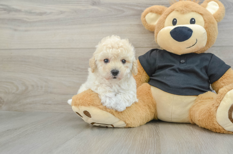 6 week old Maltipoo Puppy For Sale - Seaside Pups