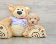 8 week old Maltipoo Puppy For Sale - Seaside Pups