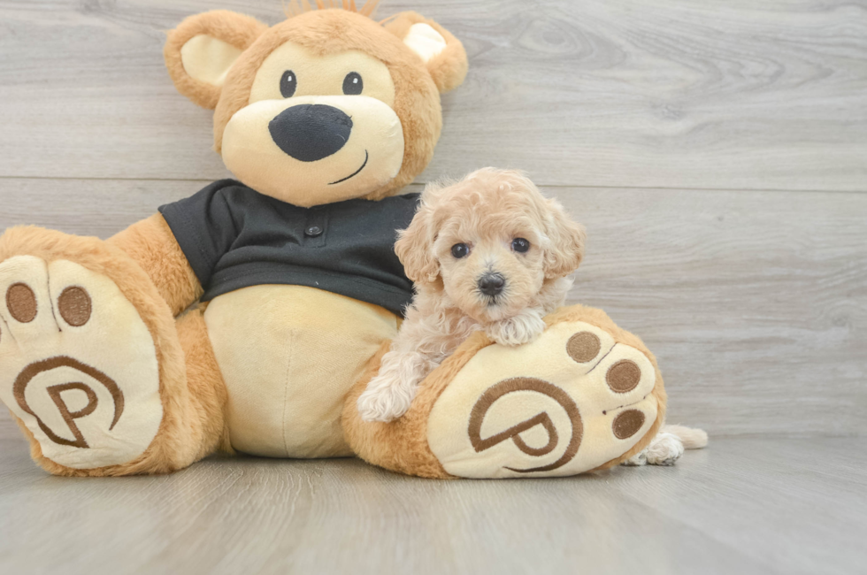 5 week old Maltipoo Puppy For Sale - Seaside Pups