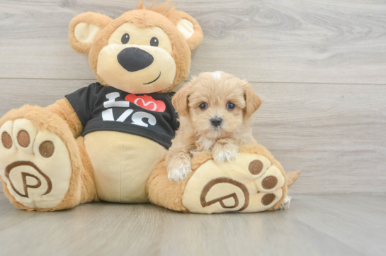 Maltipoo Pup Being Cute