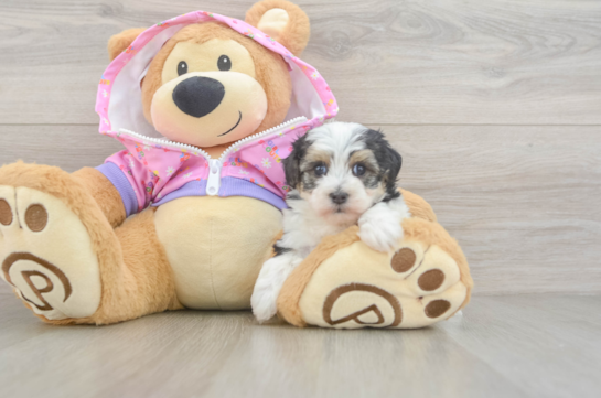 Smart Maltipoo Poodle Mix Pup
