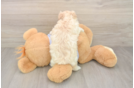Maltipoo Puppy for Adoption