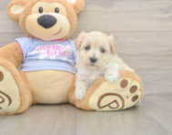 8 week old Maltipoo Puppy For Sale - Seaside Pups