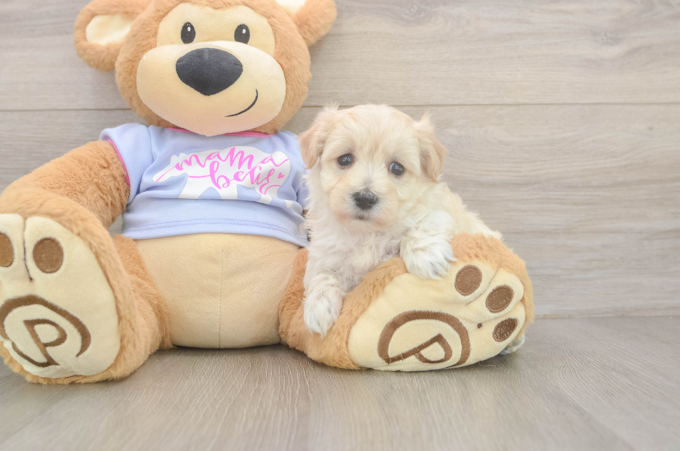 5 week old Maltipoo Puppy For Sale - Seaside Pups