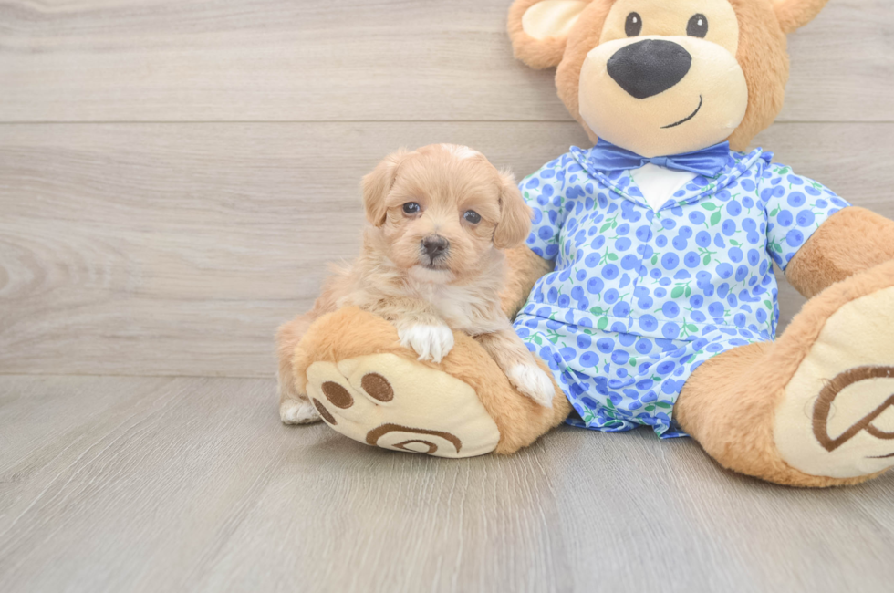 5 week old Maltipoo Puppy For Sale - Seaside Pups