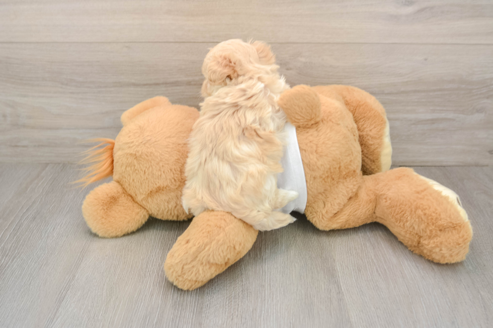 Smart Maltipoo Poodle Mix Pup