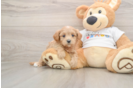 Smart Maltipoo Poodle Mix Pup