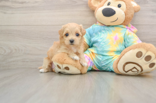 OAKLYN, a Maltipoo littermate