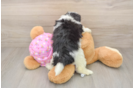 Best Maltipoo Baby