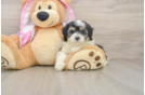 Best Maltipoo Baby