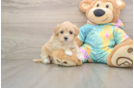 Best Maltipoo Baby