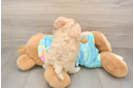 Best Maltipoo Baby