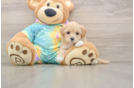 Maltipoo Pup Being Cute