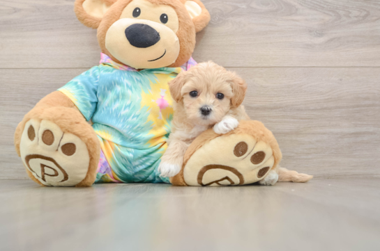 OAKLYN, a Maltipoo littermate