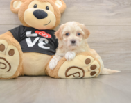8 week old Maltipoo Puppy For Sale - Seaside Pups