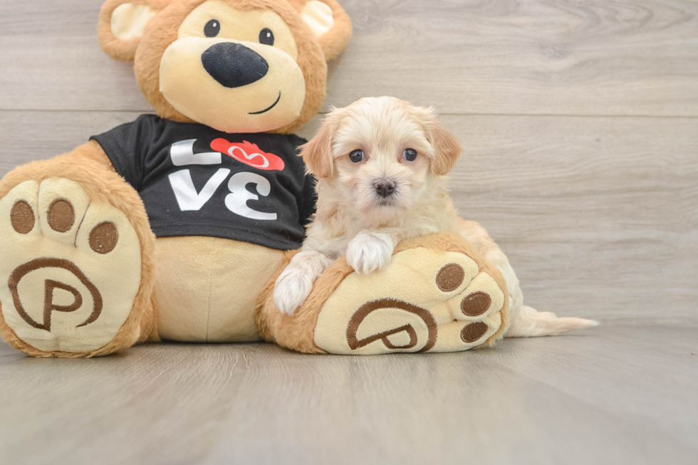 Popular Maltipoo Poodle Mix Pup