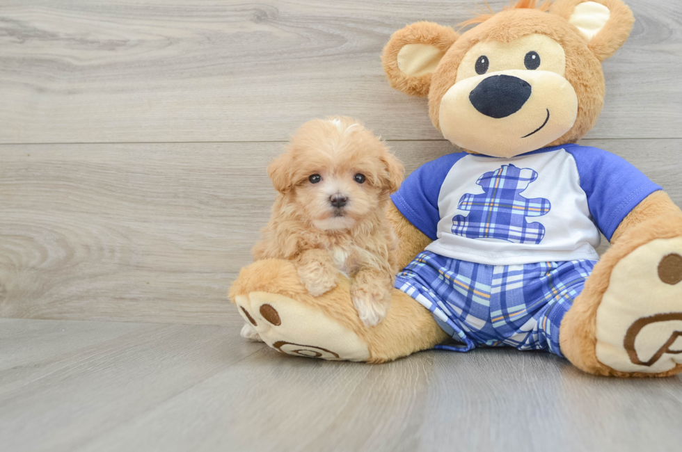 8 week old Maltipoo Puppy For Sale - Seaside Pups