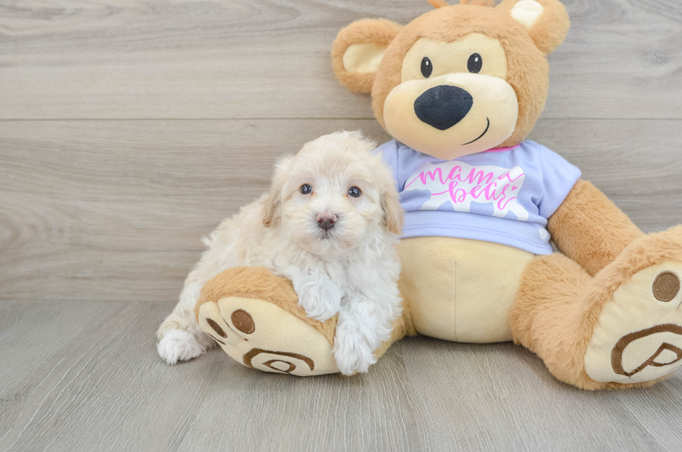 6 week old Maltipoo Puppy For Sale - Seaside Pups