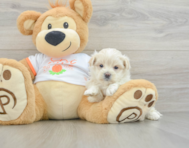 8 week old Maltipoo Puppy For Sale - Seaside Pups