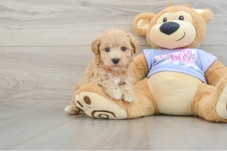 Funny Maltipoo Poodle Mix Pup