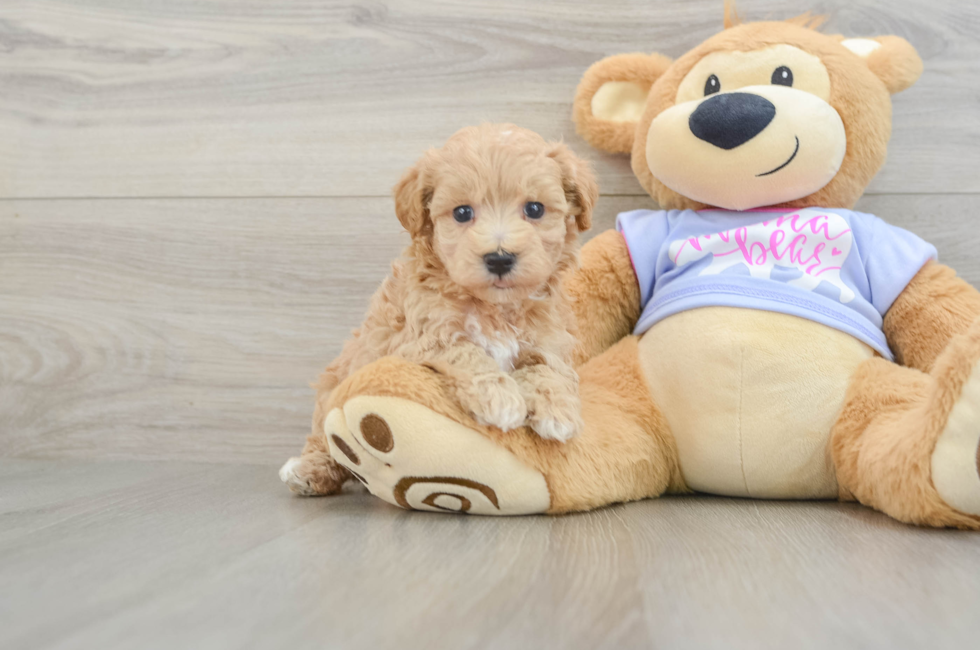 6 week old Maltipoo Puppy For Sale - Seaside Pups
