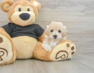 8 week old Maltipoo Puppy For Sale - Seaside Pups